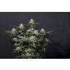 75642 fast buds purple lemonade fastflowering feminized