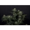 75645 fast buds gg4 sherbet fastflowering feminized