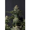 75648 fast buds orange sherbet fastflowering feminized