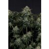 75651 fast buds gorilla cookies fastflowering feminized