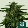 Royal Queen Seeds Hybrid Apollo F1, autoflowering feminized (Balení 10 ks)