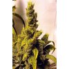 75714 dutch passion tropical tangie feminized