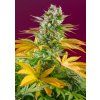 75840 sweet seeds gorilla girl f1 fast feminized