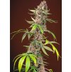 75888 sweet seeds red mandarine f1 fast feminized