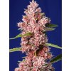 75948 sweet seeds tropicana poison f1 fast feminized