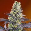 75951 sweet seeds sweet zenzation feminized
