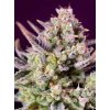 75954 sweet seeds auto sweet zenzation xl feminized autoflowering