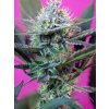 75957 sweet seeds auto speed feminized autoflowering