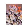 Sweet Seeds Auto Tropicana Poison XL, feminized autoflowering (Balení 3+1 ks)