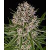 imgi 21 lemon haze auto circle new 21 124861