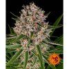 75990 barney s farm lemon haze auto autoflowering feminized