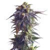 Royal Queen Seeds Sundae Driver, feminized (Balení 10 ks)