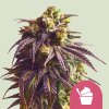 Royal Queen Seeds Sundae Driver, feminized (Balení 10 ks)