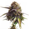Royal Queen Seeds Biscotti, feminized (Balení 10 ks)