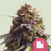 Royal Queen Seeds Biscotti, feminized (Balení 10 ks)