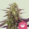 Royal Queen Seeds Cereal Milk, feminized (Balení 10 ks)