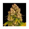 76020 barney s farm cheese auto feminized autoflowering