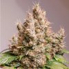 Dutch Passion Auto Red Tropicana Cookies, feminized autoflowering (Balení 3)
