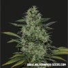 76071 kalashnikov seeds power russian feminized