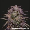 76074 kalashnikov seeds purple russian express feminized fast