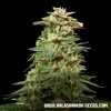 76083 kalashnikov seeds siberian harlequin cbd feminized
