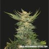 76089 kalashnikov seeds vodka lemon feminized