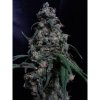 76197 mr nice seeds nl5 x skunk
