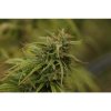 76203 mr nice seeds neville s skunk neville s haze x afghan skunk
