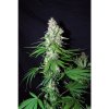 76206 mr nice seeds ortega
