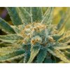 76224 mr nice seeds super silver haze