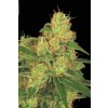 Paradise Seeds Auto Acid, feminized autoflowering (Balení 10 ks)