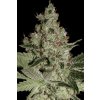 Paradise Seeds Acid, feminized (Balení 10 ks)