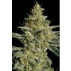 Paradise Seeds Allkush, feminized (Balení 10 ks)