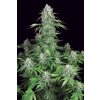Paradise Seeds Dutch Dragon, feminized (Balení 10 ks)