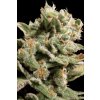 Paradise Seeds Dutch Dragon, feminized (Balení 10 ks)