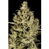 Paradise Seeds Delahaze, feminized (Balení 10 ks)