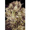 76308 paradise seeds durga mata ii cbd feminized