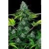 Paradise Seeds Icecream, feminized (Balení 10 ks)