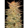 Paradise Seeds Icecream, feminized (Balení 10 ks)