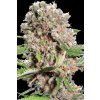 Paradise Seeds CHONG´S CHOICE Mendocino Skunk, feminized (Balení 10 ks)