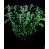Paradise Seeds Nebula, feminized (Balení 10 ks)