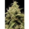 Paradise Seeds Opium, feminized (Balení 10 ks)