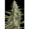 Paradise Seeds Pandora, feminized autoflowering (Balení 10 ks)