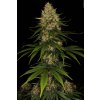Paradise Seeds Space Cookies, feminized (Balení 10 ks)