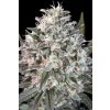 Paradise Seeds Space Cookies, feminized (Balení 10 ks)