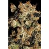 Paradise Seeds White Berry, feminized (Balení 10 ks)