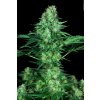 Paradise Seeds Original White Widow, feminized (Balení 10 ks, počet ks 10 ks)