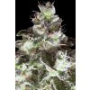 Paradise Seeds Original White Widow, feminized (Balení 10 ks, počet ks 10 ks)