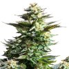 Royal Queen Seeds Amnesia Haze, feminized (Balení 10 ks)