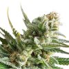 Royal Queen Seeds Amnesia Haze, feminized (Balení 10 ks)